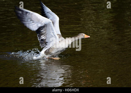 Goose decollare da stagno a Haddo House Country Park vicino Turriff in Aberdeenshire, Grampian Regione, Scozia Foto Stock