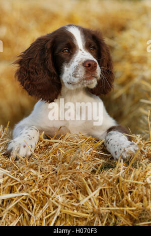 Moss, a 12 settimane vecchio Springer Spaniel cucciolo svolge in balle di paglia in autunno mostra e Fiera di gioco 2015 a Southampton, West Susse Foto Stock