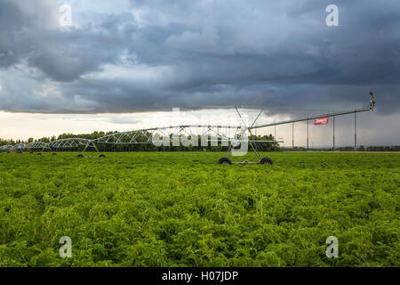 Circolare di impianti di irrigazione su un campo di patate vicino Winkler, Manitoba, Canada. Foto Stock