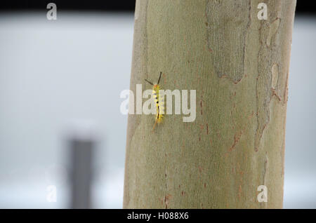 Bianco-contrassegnato Tussock Moth (Orgyia leucostigma) Caterpillar sull albero. Foto Stock