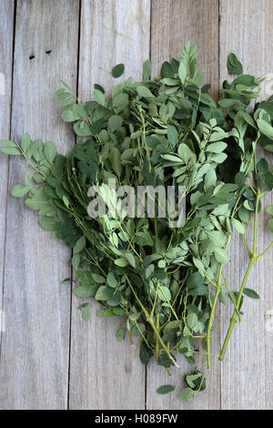 Moringa Oleifera o noto come foglie di coscia Foto Stock