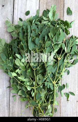 Moringa Oleifera o noto come foglie di coscia Foto Stock