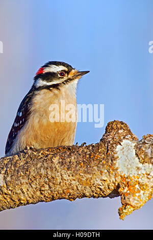 Picchio lanuginosa seduta maschio nella struttura ad albero Foto Stock