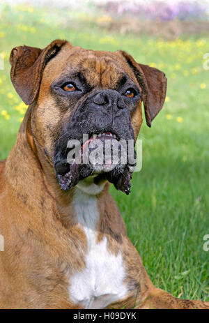 Maschio Boxer seduto nel prato di fiori, avviso Foto Stock
