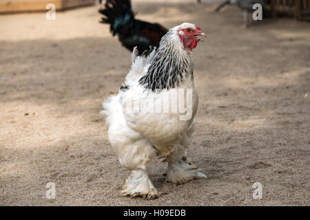 A piedi di pollo in cantiere in azienda Foto Stock