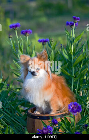 Seduta di Pomerania sulla canna tra i fiori blu Foto Stock