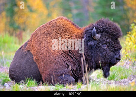 Ritratto di legno Bison Bull in appoggio in prato, Yukon Territory , Canada Foto Stock