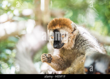 Rosso fiammante lemur (il Eulemur Rufifrons), Isalo National Park, Regione di Ihorombe, a sud-ovest del Madagascar, Africa Foto Stock