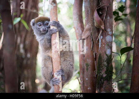 Lac Alaotra bamboo lemur (Hapalemur alaotrensis), Lemur Isola, Andasibe, Est del Madagascar, Africa Foto Stock