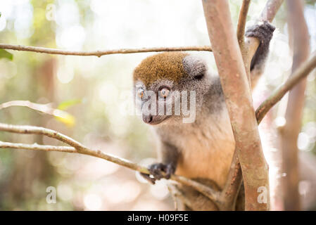 Grigio lemure di bambù (Hapalemur), Lemur Isola, Andasibe, Est del Madagascar, Africa Foto Stock