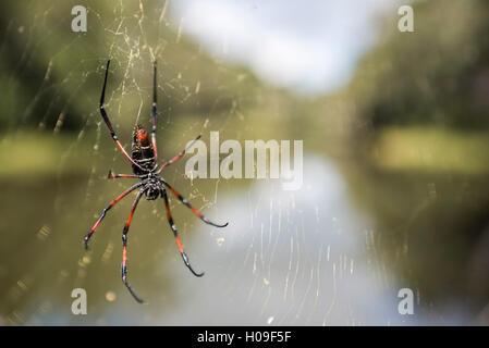 Seta dorata orb weaver spider (Nephila) sul suo web, Perinet Riserva, Andasibe-Mantadia National Park, Est del Madagascar, Africa Foto Stock