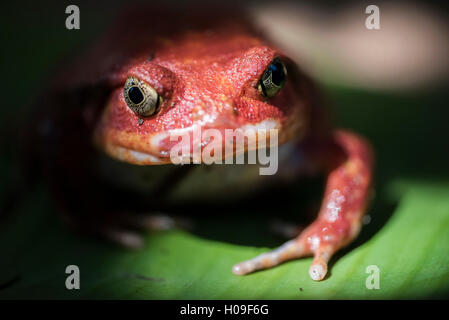 Close-up di un Madagascar rana pomodorro (Dyscophus antongilii), endemica del Madagascar, Africa Foto Stock