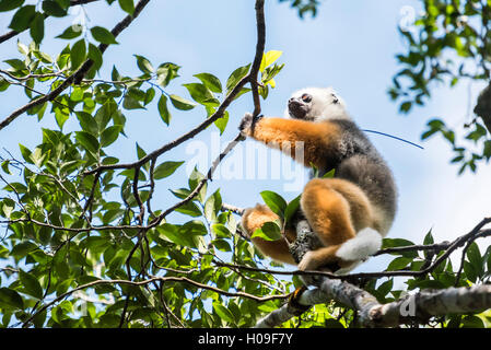 Diademed sifaka (Propithecus diadema), un lemure di grandi dimensioni in riserva Perinet, Andasibe-Mantadia National Park, Est del Madagascar Foto Stock