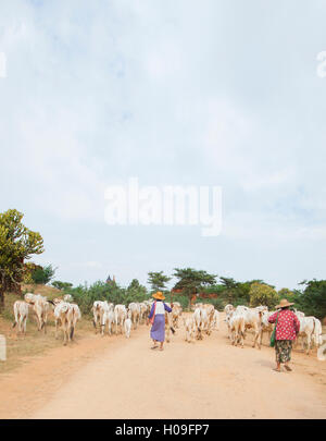 Gli agricoltori immobilizzare i bovini nella città antica di Bagan (pagano), Myanmar (Birmania) Foto Stock