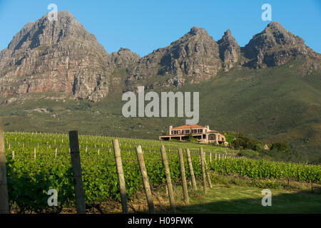 Vigneti vicino a Stellenbosch nella Western Cape, Sud Africa e Africa Foto Stock