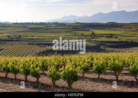 Vigneti nella regione della Rioja, Spagna, Europa Foto Stock