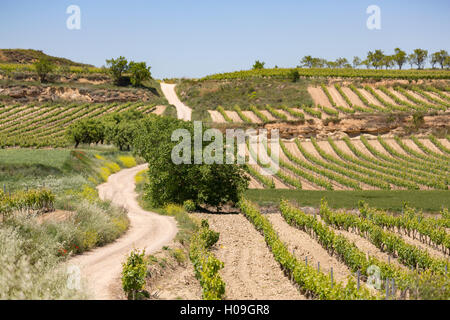 Vigneti nella regione della Rioja, Spagna, Europa Foto Stock