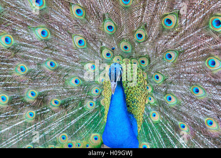 Peacock (Pavo cristatus), Sequim, Penisola Olimpica, Washington, Stati Uniti d'America, America del Nord Foto Stock