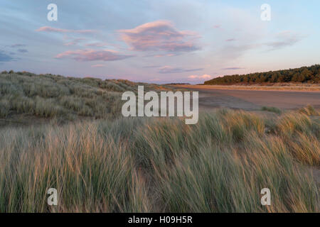 Le dune, spiagge e pinete a Holkham Bay, Norfolk, Inghilterra, Regno Unito, Europa Foto Stock