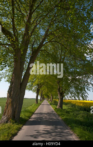 Largeleaf tiglio (Tilia platyphyllos) Avenue, la strada di campagna, Meclemburgo-Pomerania Occidentale, Germania Foto Stock