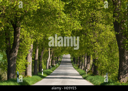 Largeleaf tiglio (Tilia platyphyllos) Avenue, la strada di campagna, Meclemburgo-Pomerania Occidentale, Germania Foto Stock