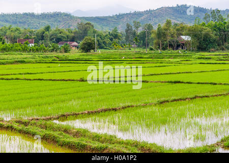 Verde campo di riso, Quang Nam, Vietnam Foto Stock