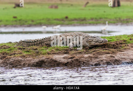 Il Coccodrillo Palustre (Crocodylus palustris), Kabini River, Kabini Lago, Kabini serbatoio, Nagarhole National Park Foto Stock