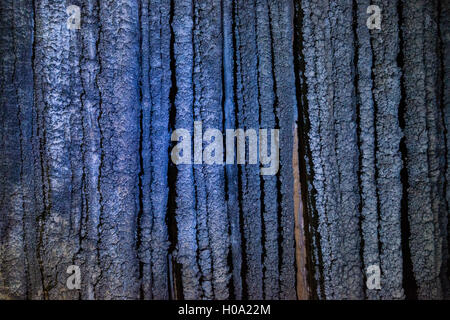 Illumina la grotta di stalattiti, Thiên Đường Grotta, paradiso Paradiso Grotta Grotta, Parco Nazionale di Phong Nha-Ke Bang, Phong Nha Foto Stock