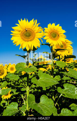 Blossoms di comune girasole (Helianthus annuus) in un campo di girasoli, Bassa Sassonia, Germania Foto Stock