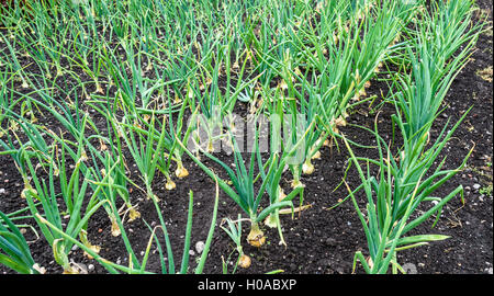 Cipolle in crescita in righe in estate. Foto Stock