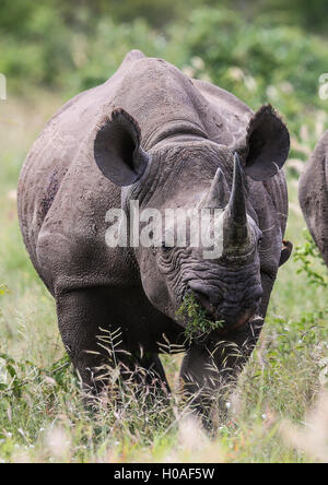 Maschio nero Rhino pascolo a Parco Nazionale Kruger Sud Africa Foto Stock