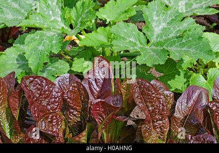 Fila di rosso-lasciava "Rosedale' lattughe Piante che crescono nel giardino antistante la zucchina piante in estate il sole, England Regno Unito Foto Stock