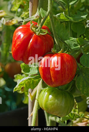 Close-up di travatura del patrimonio "striate" del convogliatore pomodori maturazione sulla vite in bright sole estivo, Cumbria Inghilterra REGNO UNITO Foto Stock