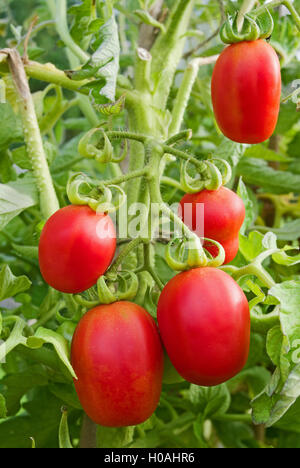 Travatura di cinque San Marzano pelati maturazione sulla vite in serra domestica, England Regno Unito Foto Stock