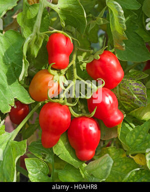 Travatura di sei San Marzano pelati maturazione sulla vite in serra domestica, England Regno Unito Foto Stock