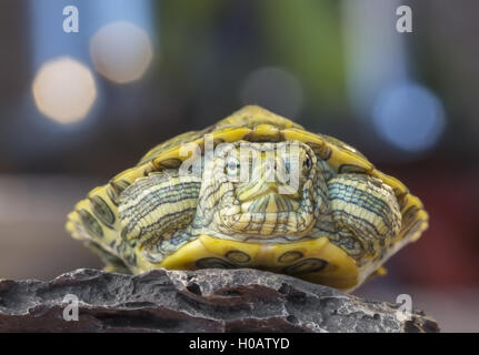 Piccolo rosso-eared cursori (tartaruga) sulla roccia Foto Stock