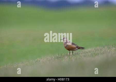 Piviere Tortolino (Charadrius morinellus) Foto Stock