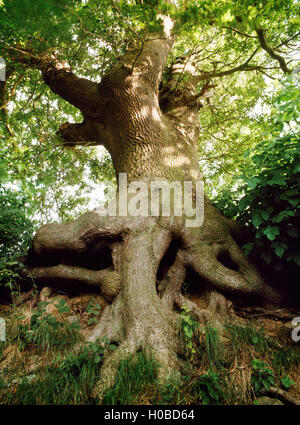 Esaminando i rami di un albero di quercia che cresce in banca di un sunken road. Le radici sono state esposte da erosione, Denbighshire, Galles del Nord, Regno Unito Foto Stock