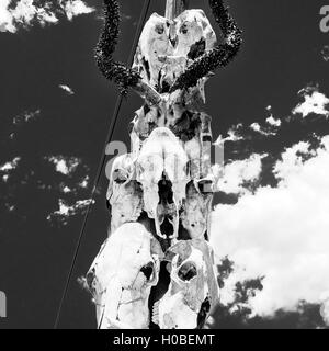 Una foto in bianco e nero di teschi animale attaccato ad un palo Foto Stock