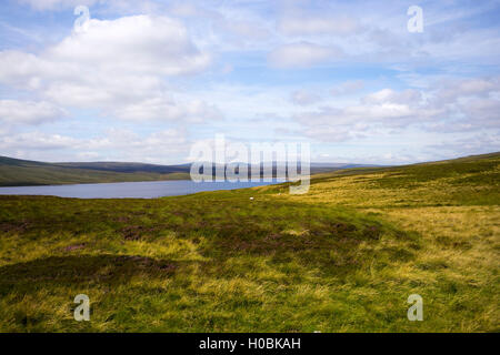 Vacca Serbatoio verde, Teesdale Superiore Riserva Naturale Nazionale, Durham, England, Regno Unito Foto Stock