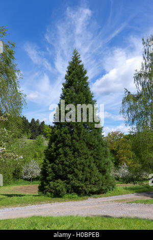 Giovani sequoia in primavera Foto Stock