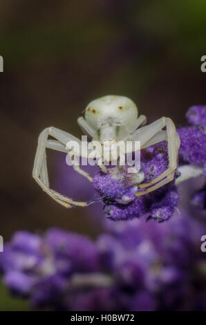 Bianco ragno granchio su un fiore Foto Stock