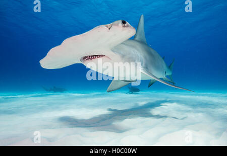 Squalo martello sott'acqua in Bimini Bahamas. Immagine è stata scattata vicino alla parte inferiore sabbiosa in chiaro blu dell'acqua. Foto Stock