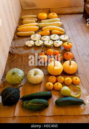 Un abbondante raccolto autunnale di molti tipi di zucca e colori. Foto Stock