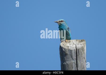 Rullo europeo a Santa Marta de Magasca Foto Stock