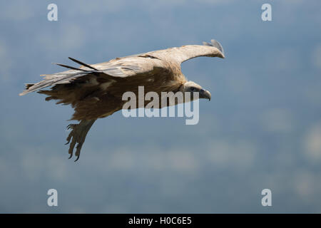 Avvoltoio a Monfragüe National Park, Estremadura, Spagna Foto Stock
