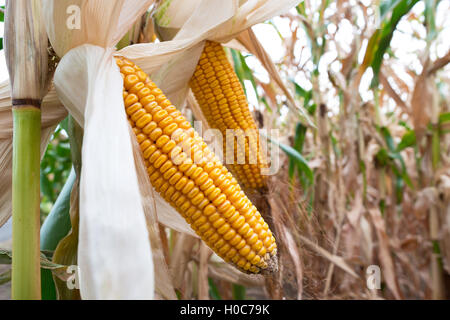 Dettaglio del campo di mais prima del raccolto nel giorno di estate Foto Stock