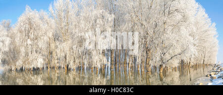 Gelido inverno alberi sul fiume Danubio Foto Stock