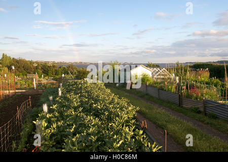 Allotment, Regno Unito Foto Stock