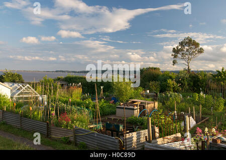 Assegnazioni , Devon, Regno Unito Foto Stock